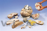 Giant Brain Model, 2.5 times full-size, 14 part